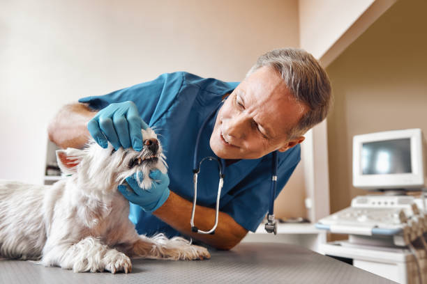 Best Emergency Gum Treatment in Boscobel, WI